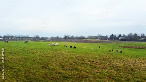 Flock of sheep feeding on grassy pasture