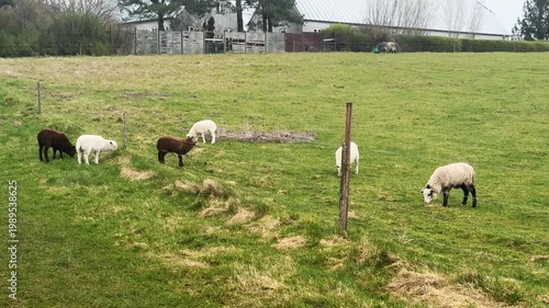Flock of sheep feeding on grassy pasture