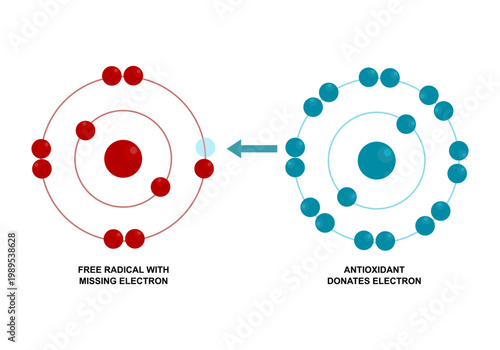 Antioxidant and Free Radical Interaction Molecular Diagram. Electron Donation by Antioxidants. How Antioxidants Neutralize Free Radicals