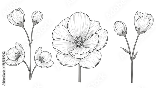 Detailed black and white sketches of delicate flower blossoms and buds on stems, showcasing intricate line work and botanical artistry.