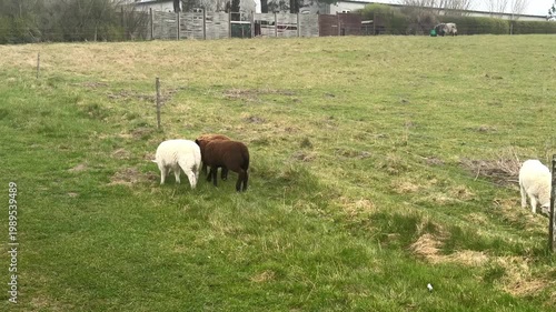 Sheep grazing on green meadow in countryside.