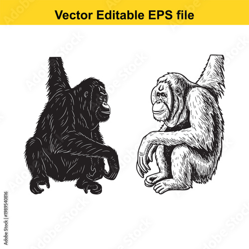 Vector art of two orangutans, one black silhouette and one detailed sketch, sitting facing each other