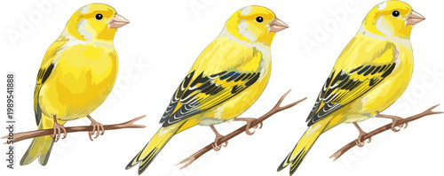 Yellow Canary Bird Set Perched on Branches with Detailed Feathers Small Songbird Illustration Isolated on White Background Vector Collection