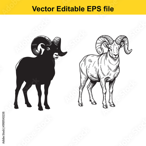 Vector art of two bighorn sheep, one black silhouette and one detailed sketch