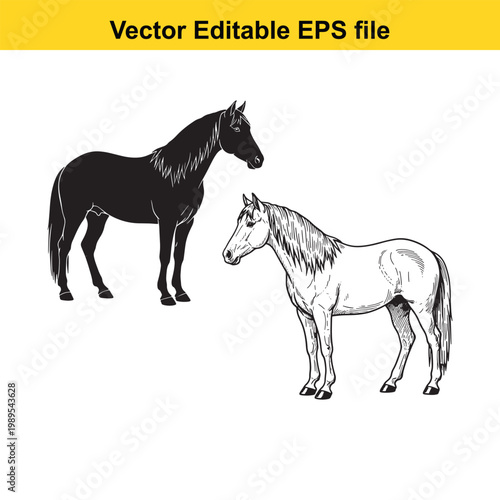 Vector art of two horses, one black silhouette and one detailed sketch, standing