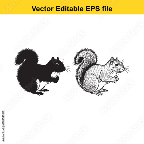 Vector art of a detailed black and white illustration of a squirrel and its silhouette, isolated on a, capturing its bushy tail and alert posture
