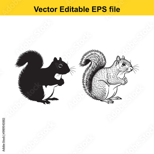 Vector art of detailed black and white illustrations of a black squirrel and a grey squirrel facing each other, isolated on a