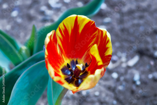 Rembrandt tulips