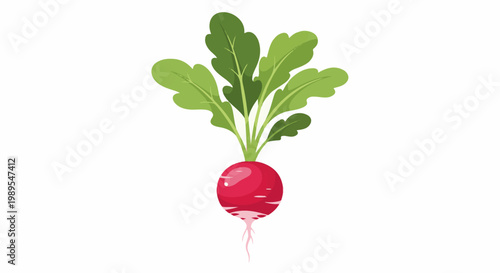 A red radish with green leaves on a white background