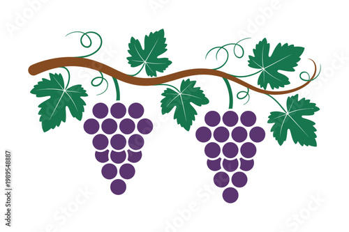 Grapevine with purple grapes fresh fruit botanical illustration