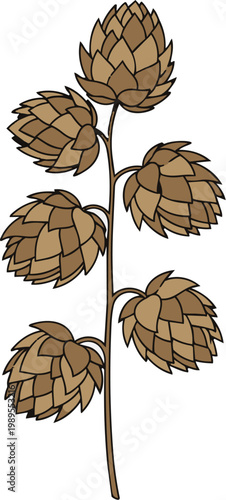 Flat vector illustration of a single sprig of dried hops isolated on white, natural botanical graphic for craft brewing and rustic concepts.