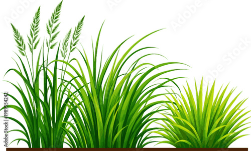 Create a kinds of deferent grass line bander, vector in side view painting botanical for section and elevation art vector art with white background..