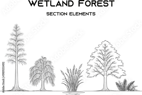 Create a realistic Architectural Drawings, Minimal style cad tree line drawing, Side view, set of section wetland forest outline for landscape design drawing in separate element vector art .
