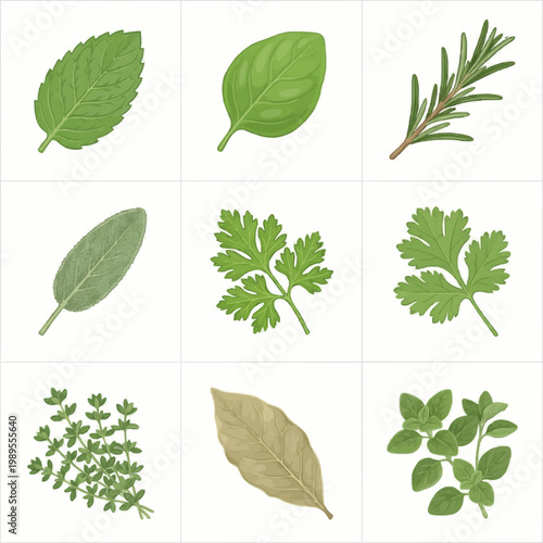 Herbs and Leaves Vector Illustration Set