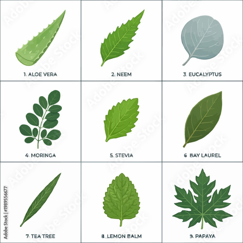 Herbal Leaves Collection