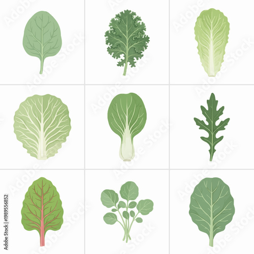 Variety of Leafy Greens Illustrations