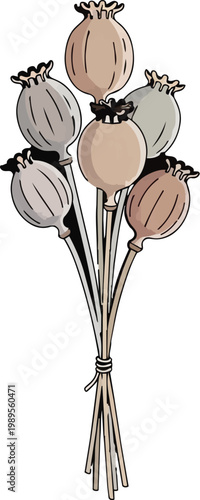 Flat Vector Dried Poppy Seed Pod Bundle Isolated for Botanical Illustrations, Promoting Unique Textures, Gardening, and Artisanal Floristry