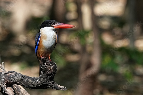 The Black-headed Kingfisher lives in the wild in Thailand.