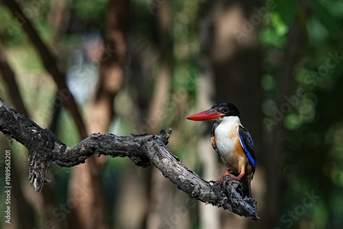 The Black-headed Kingfisher lives in the wild in Thailand.