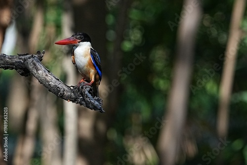 The Black-headed Kingfisher lives in the wild in Thailand.