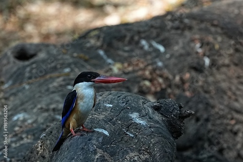 The Black-headed Kingfisher lives in the wild in Thailand.