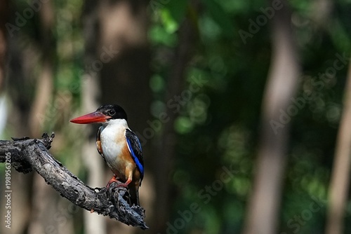 The Black-headed Kingfisher lives in the wild in Thailand.