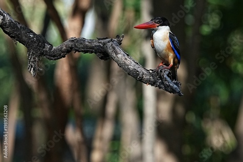 The Black-headed Kingfisher lives in the wild in Thailand.