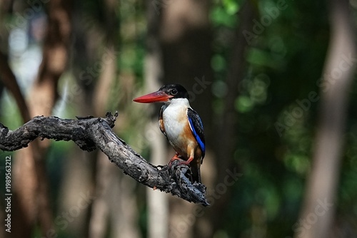 The Black-headed Kingfisher lives in the wild in Thailand.