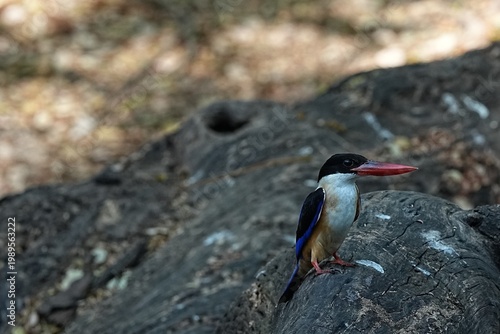The Black-headed Kingfisher lives in the wild in Thailand.
