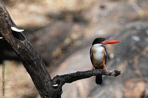 The Black-headed Kingfisher lives in the wild in Thailand.