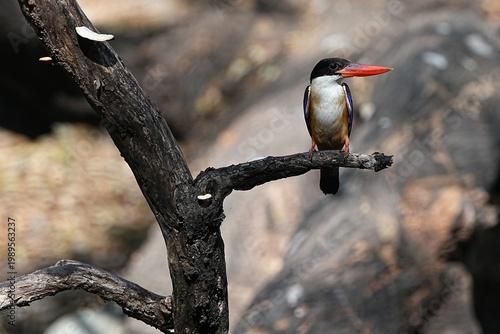 The Black-headed Kingfisher lives in the wild in Thailand.