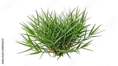 Fotografía A vibrant cluster of green grass blades isolated on a black background