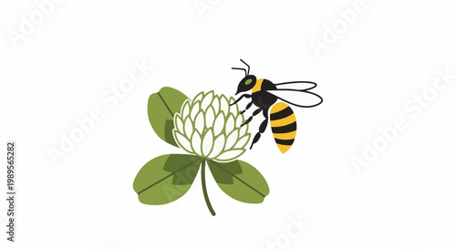 A bee with yellow and black stripes on a white clover flower
