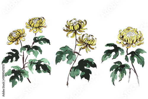 Collection chrysanthemum floral chinese painting, asian set yellow flowers ink wash illustration, transparent isolated vector graphic design art element decorative ornament oriental modern digital png