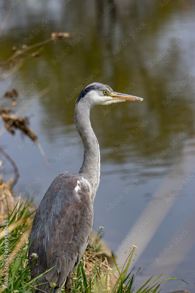 Naklejka premium Grey heron standing by water with soft background, wildlife nature scene