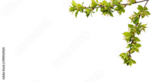 Fresh green branch with new leaves and small buds isolated on transparent background