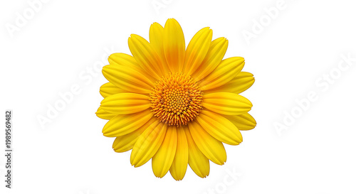 Bright yellow daisy flower with detailed petals, isolated on transparent background