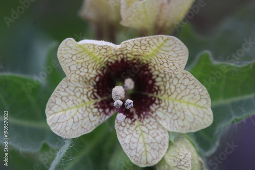 Bilde på lerret Close up macro images of flowers and bugs including Black Henbane, the sleeping flower