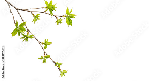 Green leafy plant sprig with fresh leaves isolated on transparent background