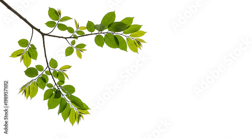 Green leafy branch with fresh leaves isolated on transparent background