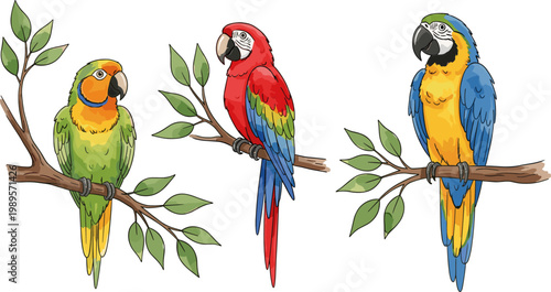 Parrot Bird Set with Colorful Macaws Perched on Branches Tropical Exotic Wildlife Illustration Isolated on White Background Vector Collection