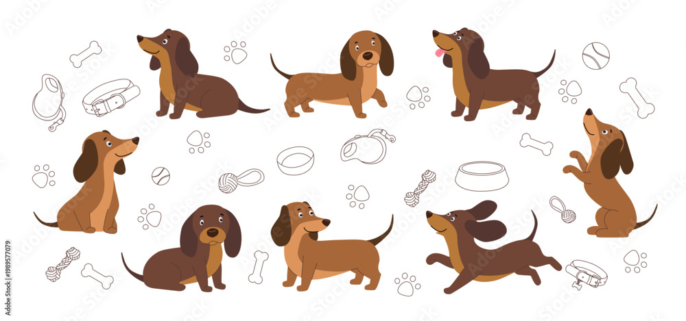 Fototapeta premium Vector collection of cute dachshund dogs in various poses including sitting running and standing. The set features flat illustrations of brown badger dogs accompanied by line art icons of pet supplies
