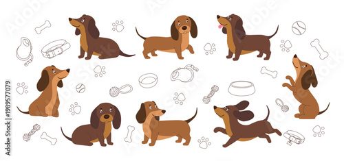 Vector collection of cute dachshund dogs in various poses including sitting running and standing. The set features flat illustrations of brown badger dogs accompanied by line art icons of pet supplies