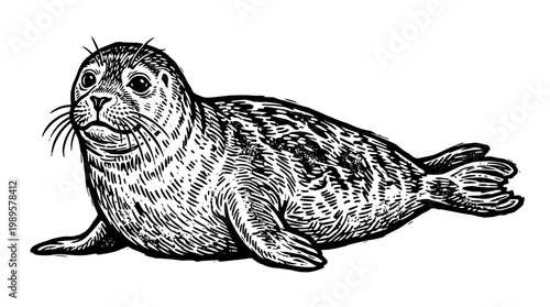 Vector Pinocut A detailed illustration of a seal.