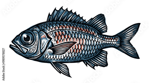Vector Pinocut A detailed illustration of a fish.