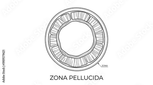 Vector Pinocut The illustration of zona pellucida. 