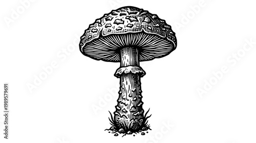 Vector Pinocut Detailed monochrome illustration of a singular mushroom.