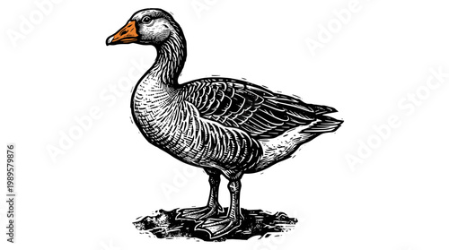 Vector Pinocut Elegant illustration of a goose standing proudly.