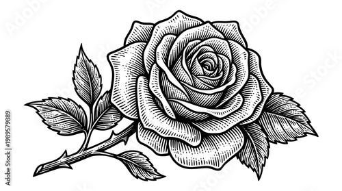Vector Pinocut An elegant rose illustration, perfect for adding a touch of romance and sophistication.