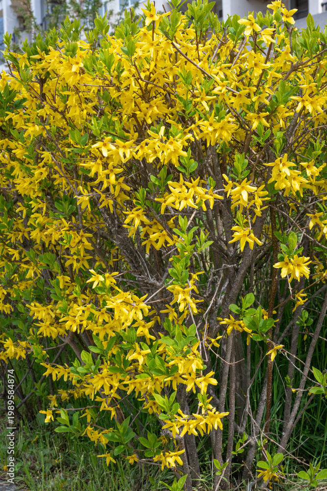 Obraz premium a vibrant yellow forsythia bush in full spring bloom, featuring dense clusters of delicate yellow flowers and fresh green leaves growing on thin brown branches